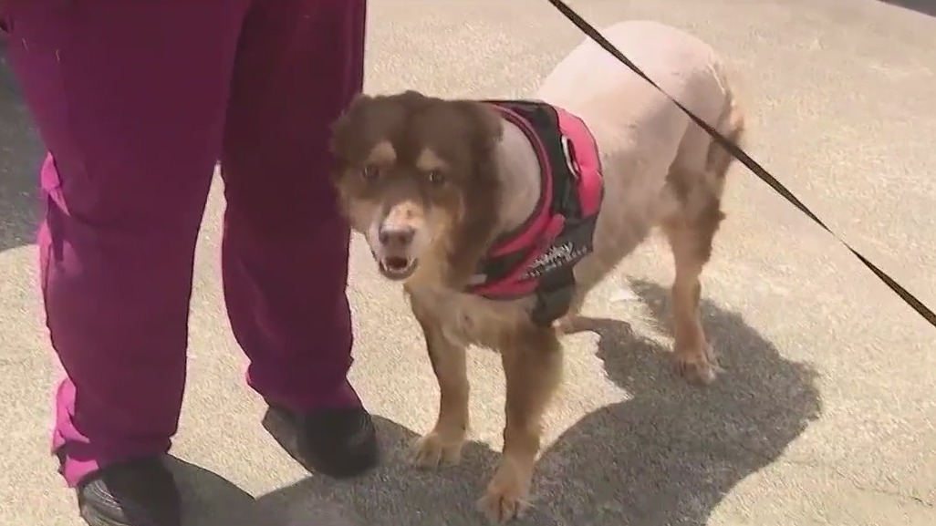 Florida woman says was dog stolen, shaved