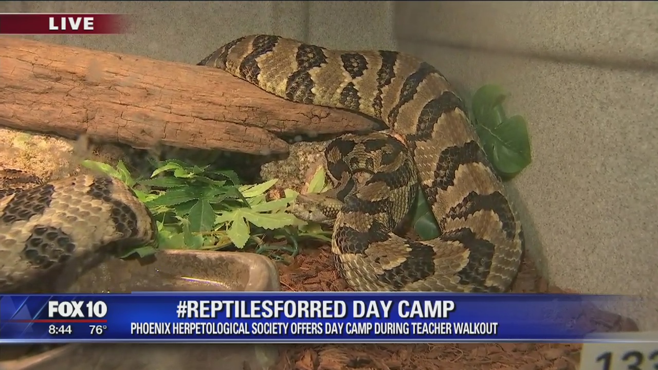 Cory's Corner:  Phoenix Herpetological Society day camp during teacher walk-out
