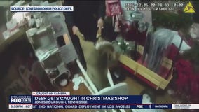 Deer disrupts Christmas store northwest of Knoxville