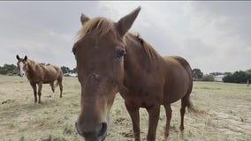 Equine virus outbreak in Texas