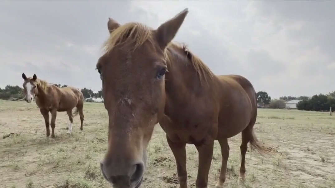 Equine virus outbreak in Texas