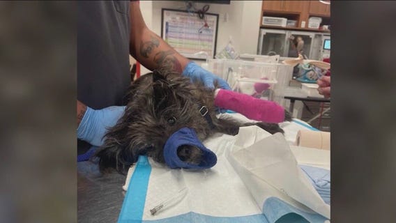 Dog suffers injuries after bottle thrown over fence in Chicago