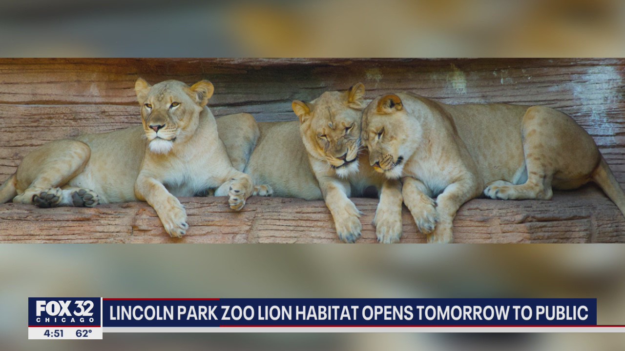 Lincoln Park Zoo lion habitat opens Thursday to public