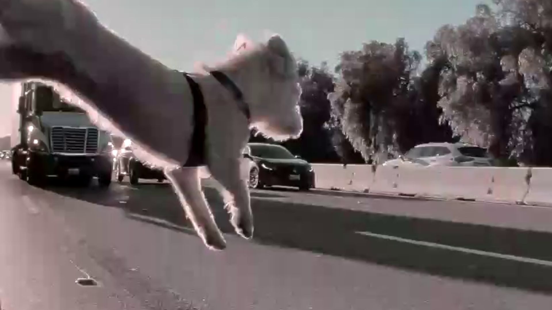 Dog survives after jumping out of car on 101 Freeway near LA's Woodland Hills