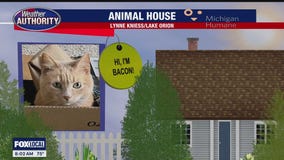 Welcome Bacon, Dalanie, Sparty