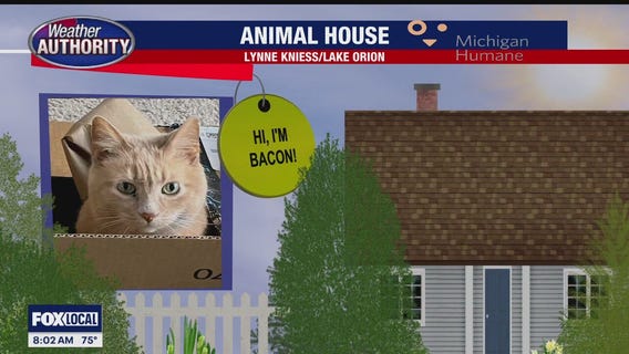 Welcome Bacon, Dalanie, Sparty