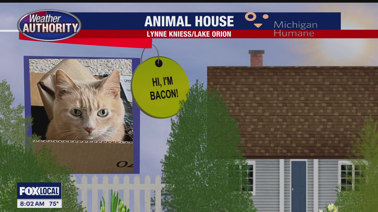 Welcome Bacon, Dalanie, Sparty