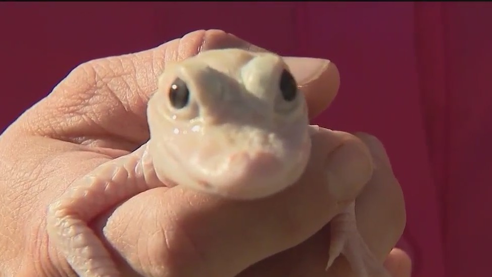 Rare white gator born in Florida
