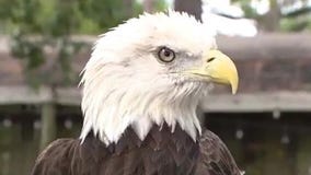 Eagles soar at Audubon Center for Birds of Prey