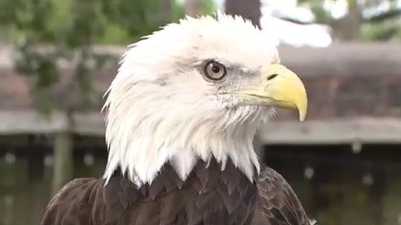 Eagles soar at Audubon Center for Birds of Prey