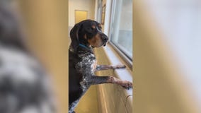 Special Chicago adoption event partners Anti-Cruelty with Amazon for furry friends