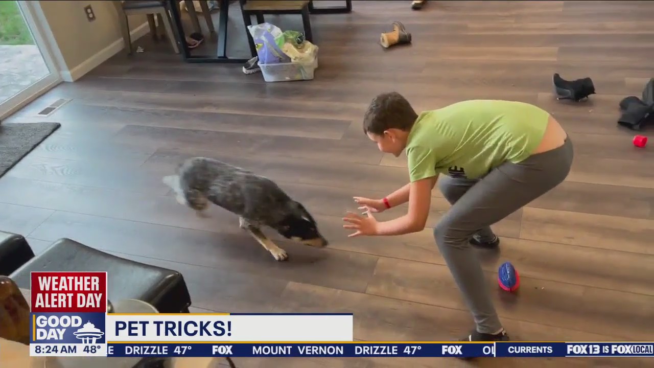Good Day Pet Tricks for Wednesday, Feb. 28