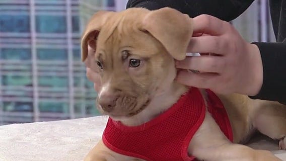 Meet Caicos: Our Pet of the Day