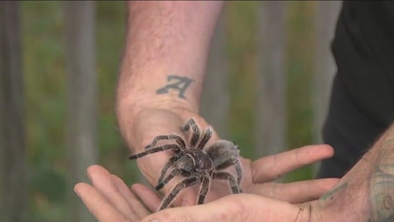 Check out multi-legged critters