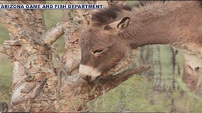 Non-native, feral burros harming the Sonoran Desert