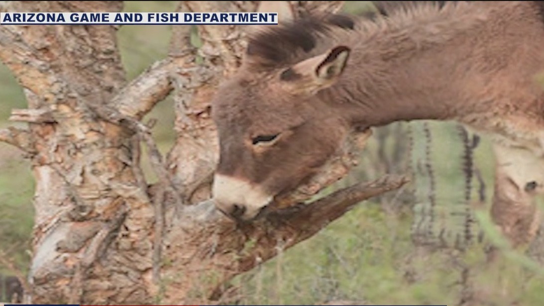 Non-native, feral burros harming the Sonoran Desert