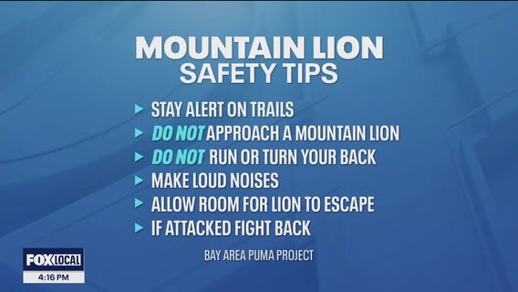 Deadly mountain lion attack renews conversation about wildlife safety