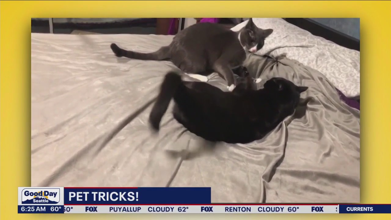 Pet Tricks for Monday, August 28