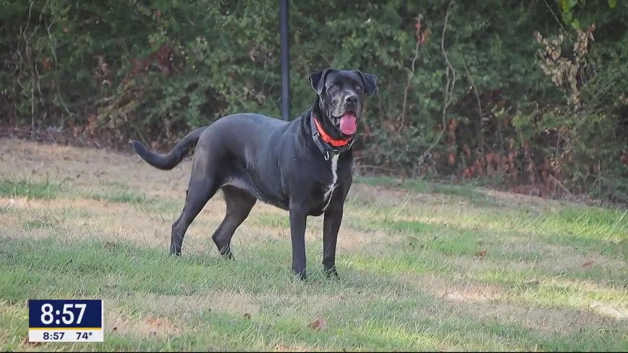 Dog of the Day: Elvira