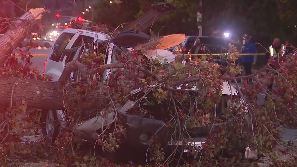 Tree topples on car, killing one