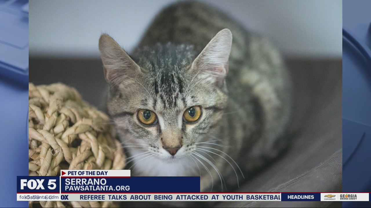 Pet of the Day from PAWS Atlanta