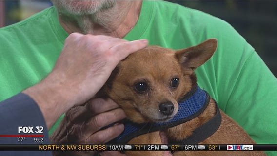 Mike's Perfect Pets: Taco Bell