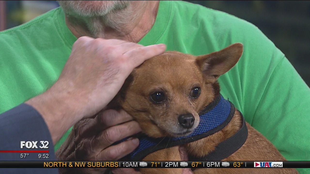 Mike's Perfect Pets: Taco Bell