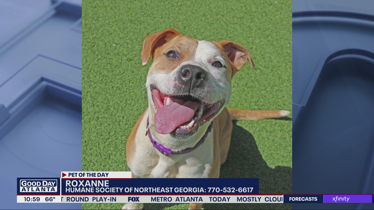 Pet of the Day from the Humane Society of Northeast Georgia
