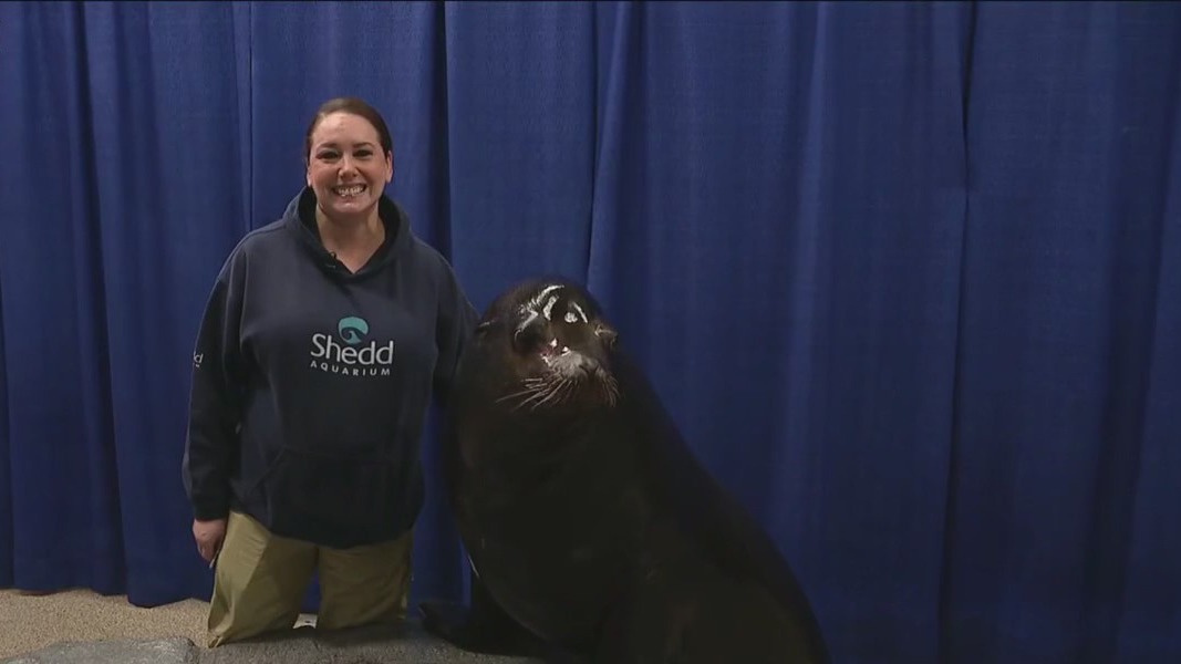 Shedd Aquarium hosts in-person sea lion encounter fit for the whole family