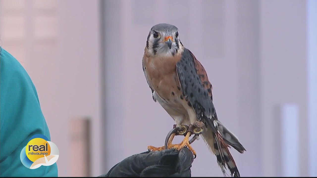 Meet Saxon! Schlitz Audubon Nature Center's newest avian ambassador