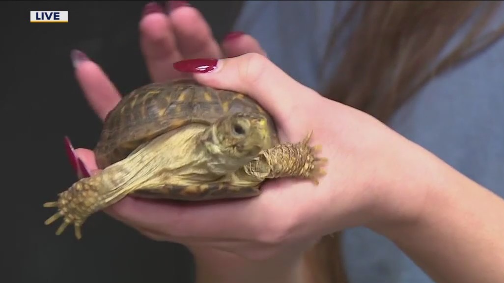 One of the animal ambassadors