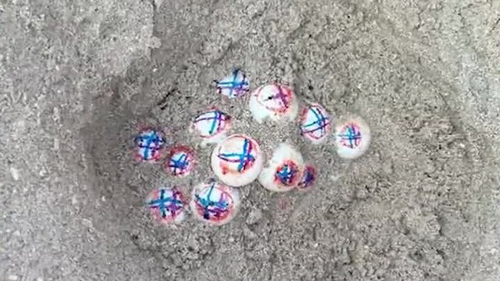 FWC decorates sea turtle eggs for research