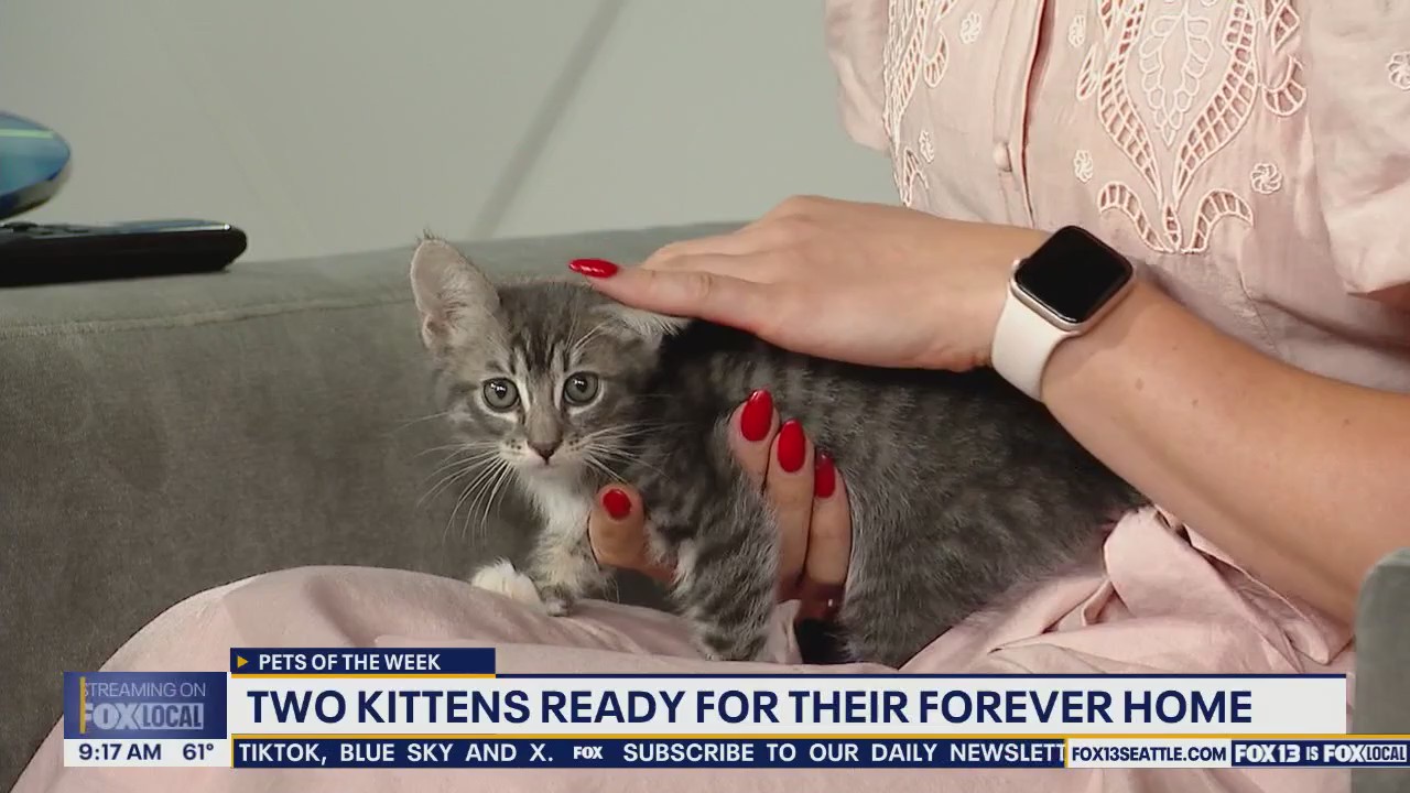 Pets of the Week: Stan and Dan