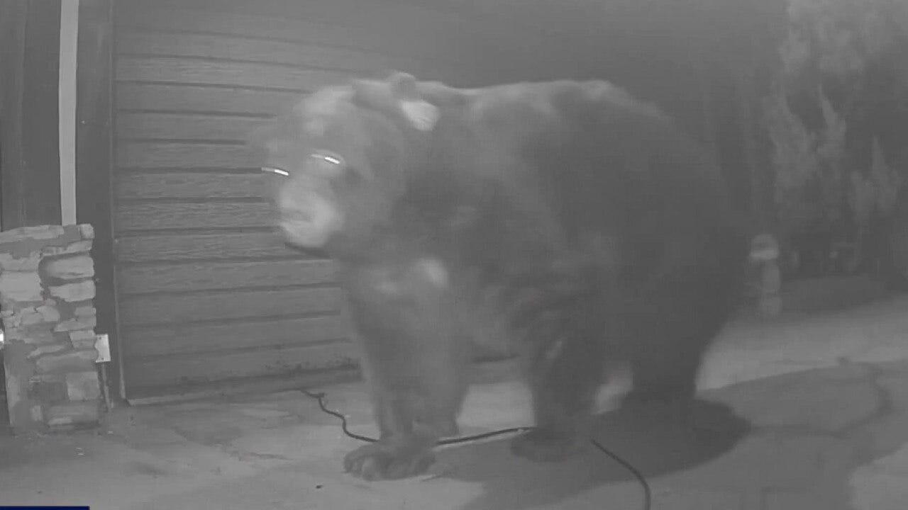 Altadena bear finally moves out of home