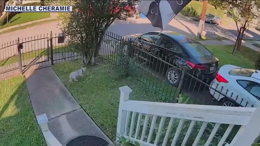 Dog keeps escaping after being captured