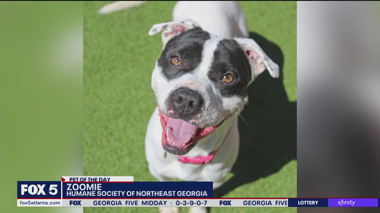 Pet of the Day from the Humane Society of Northeast Georgia