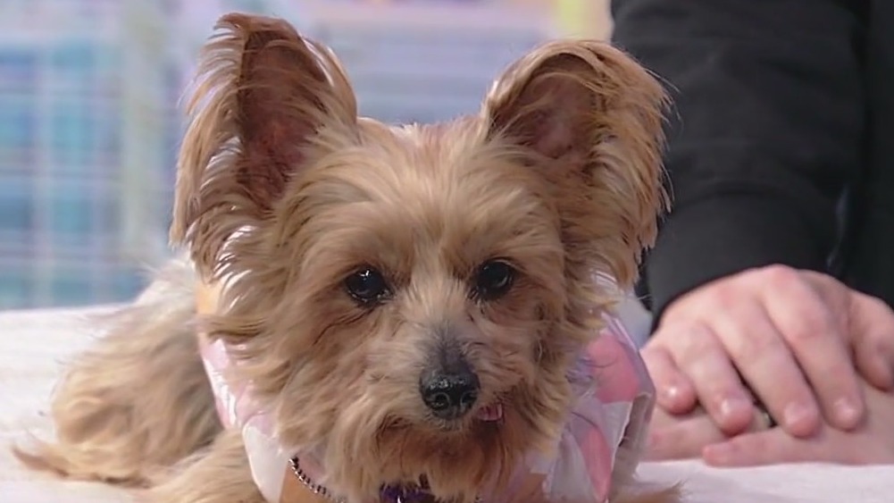 Meet Scatter Bug: Our Pet of the Day