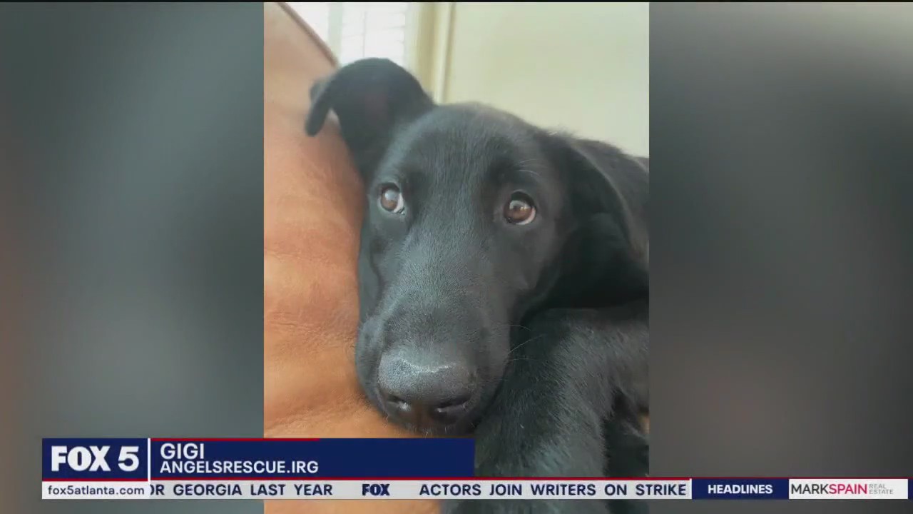 Pet of the Day from Angels Among Us Pet Rescue