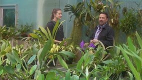 Winter Carnival Orchid Show this weekend