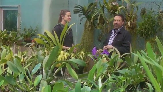 Winter Carnival Orchid Show this weekend