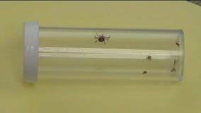 NJ man dies after tick bite causes meat allergy