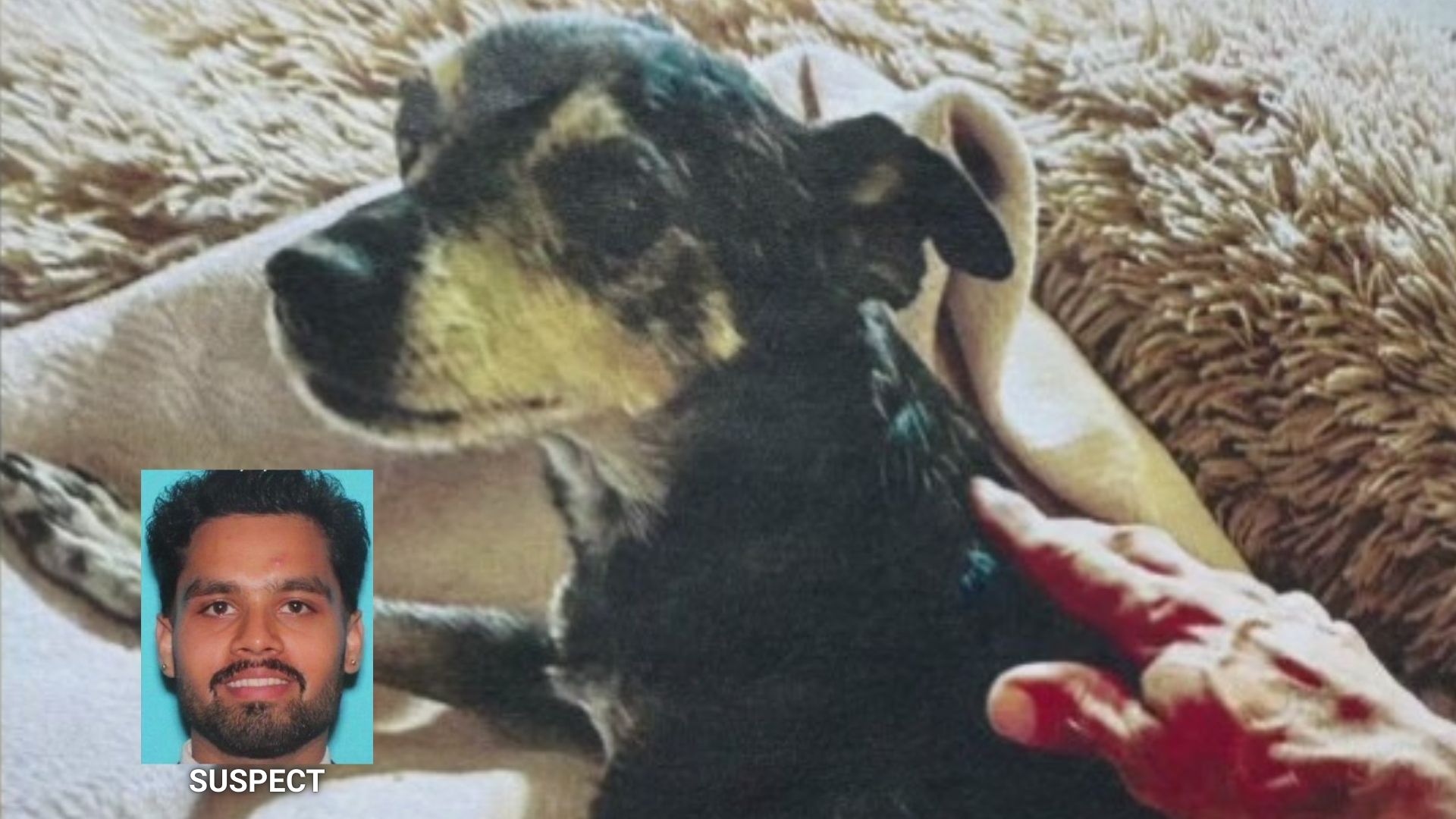 Man accused of killing dog in West Hollywood