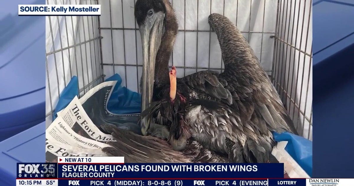 Mysterious pelican injuries continue along Florida Coast