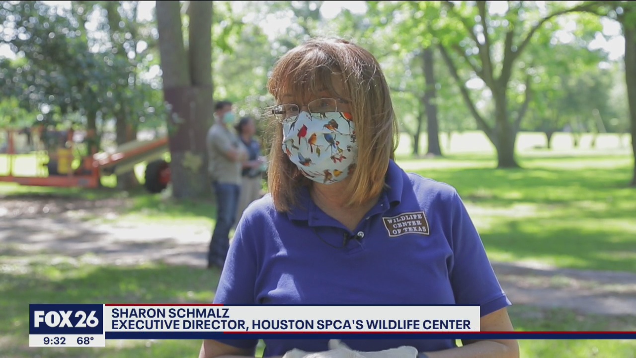 Webster Eagle returned to nest