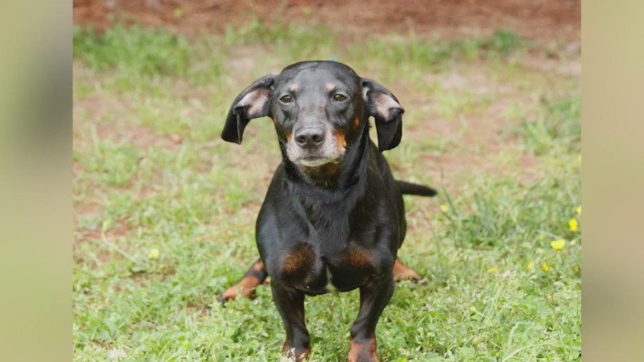 PET OF THE DAY: Jack