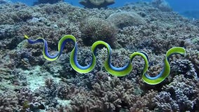 'Electric' blue eel is mesmerizing in underwater footage