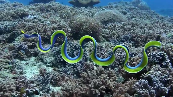 'Electric' blue eel is mesmerizing in underwater footage