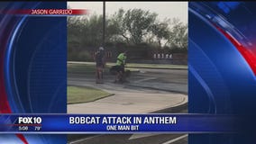 Bobcat killed after attacking 2 men, dog in Anthem