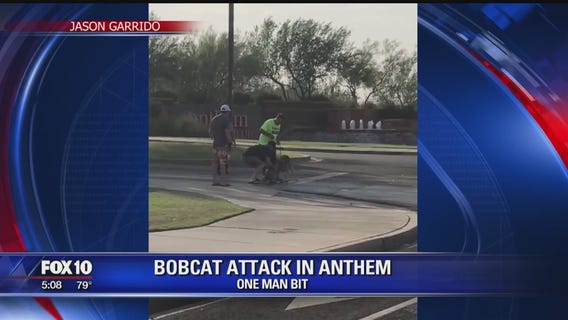 Bobcat killed after attacking 2 men, dog in Anthem