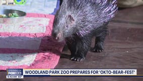 Seattle's Woodland Park Zoo prepares for 'OktoBEARfest'